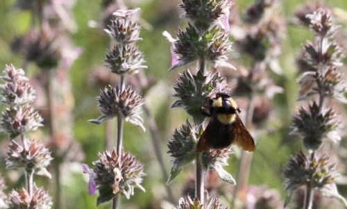 Bombus argillaceus